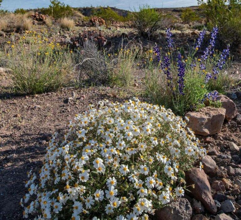 These Arizona Plants Keep Bees And Butterflies Busy Long After Summer Flowers Quit