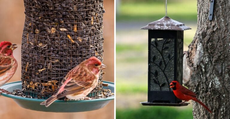 When Should You Really Start Feeding Birds for Winter in North Carolina?