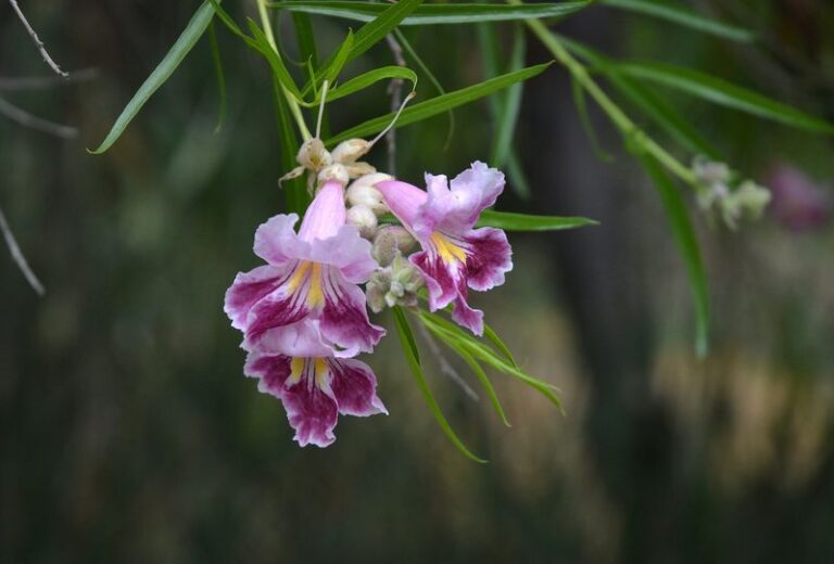 9 Fast Arizona Shade Plants That Stop Your West Windows From Baking The House Next Summer