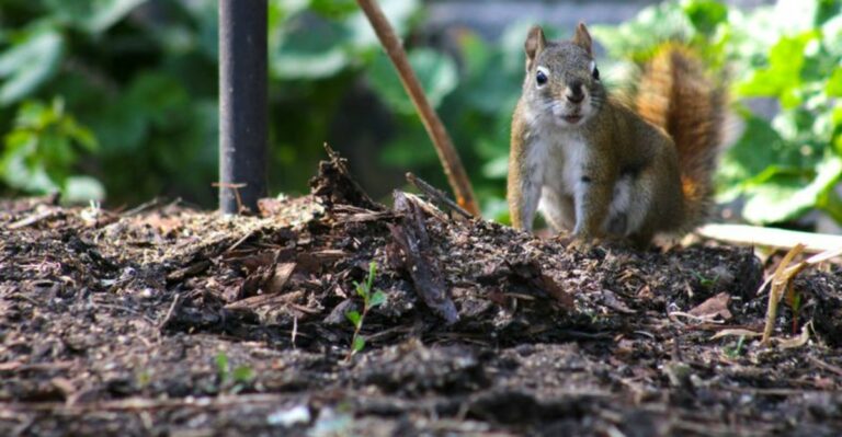 How To Keep Squirrels Away From Freshly Planted Bulbs In North Carolina