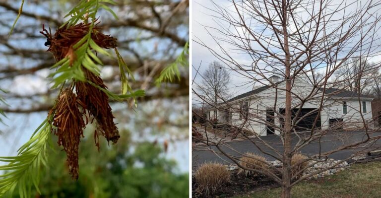 Georgia Bald Cypress Trees Are Losing Their Needles This Fall And Here’s Why
