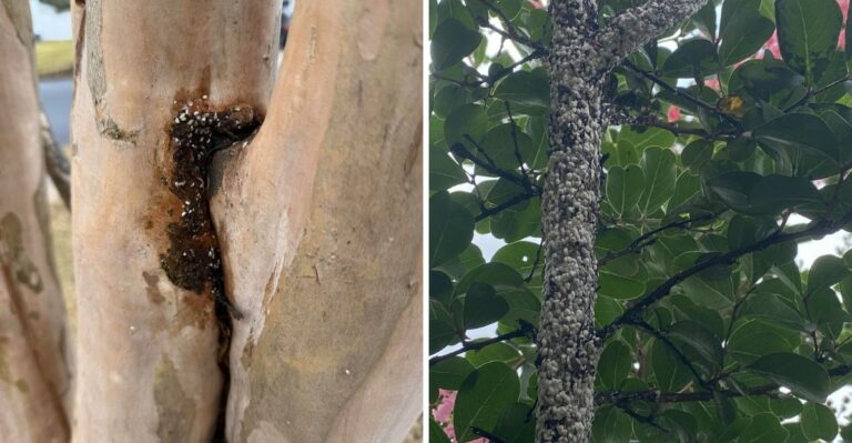 A Strange Black Film Is Coating Louisiana Crape Myrtles This Fall, And A Hidden Insect Is Behind It
