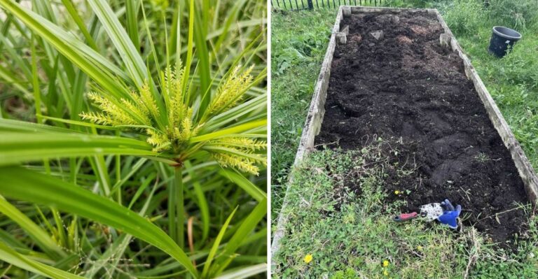 Why Some California Weeds Return No Matter How Often You Pull Them