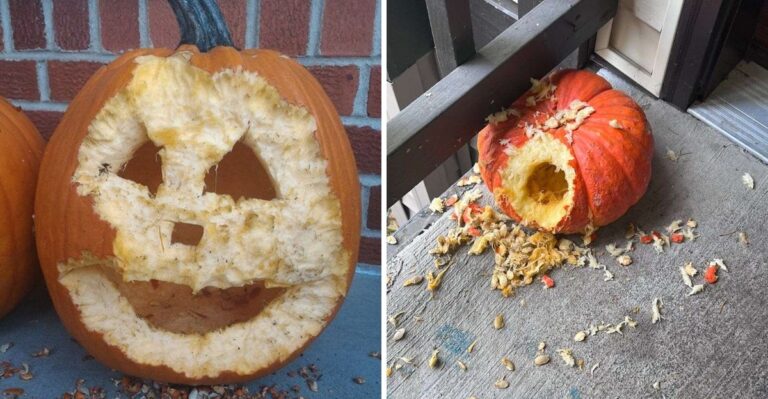 Something Is Eating Your Halloween Pumpkins Overnight In New York. Here’s Who