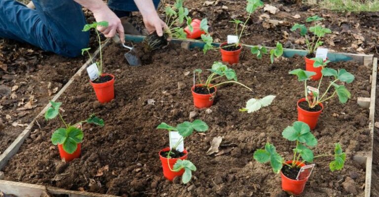 Indiana Gardeners Can Still Plant Strawberries This Fall With Careful Timing