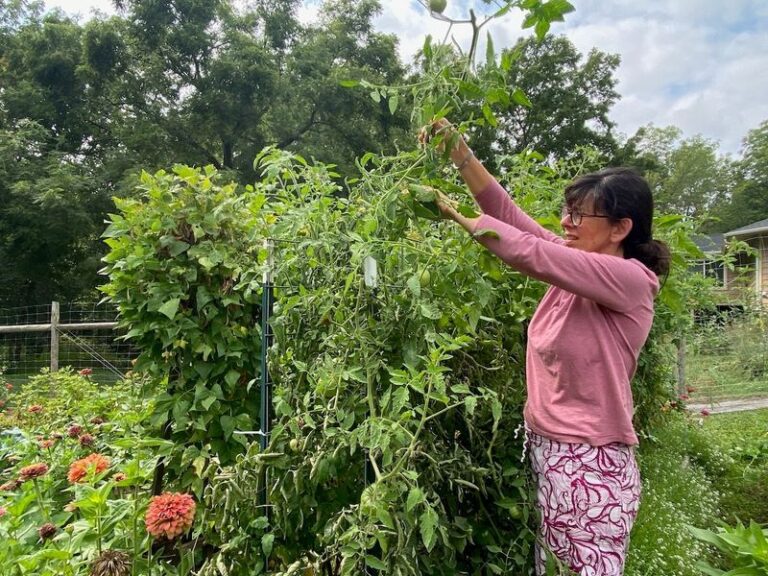 Topping Tomato Plants in Arizona: An Optional Way to Limit Late-Season Growth