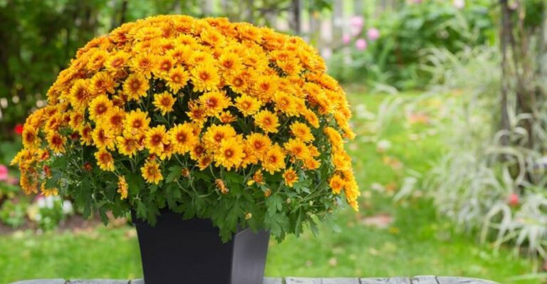Garden Mums Bought This Fall Can Return Next Spring In Indiana Depending On What Happens Before Freezing