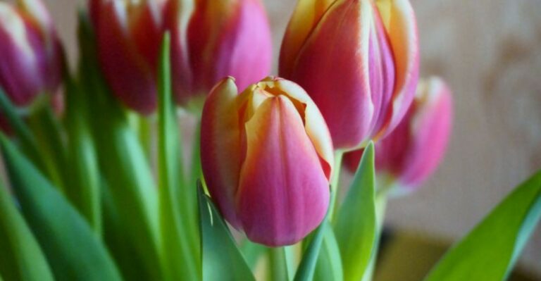 Tulips In Florida Need One Thing First: A Few Weeks In The Refrigerator