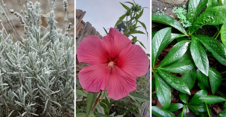 10 Perennials Virginia Gardeners Shouldn’t Cut Back This Fall