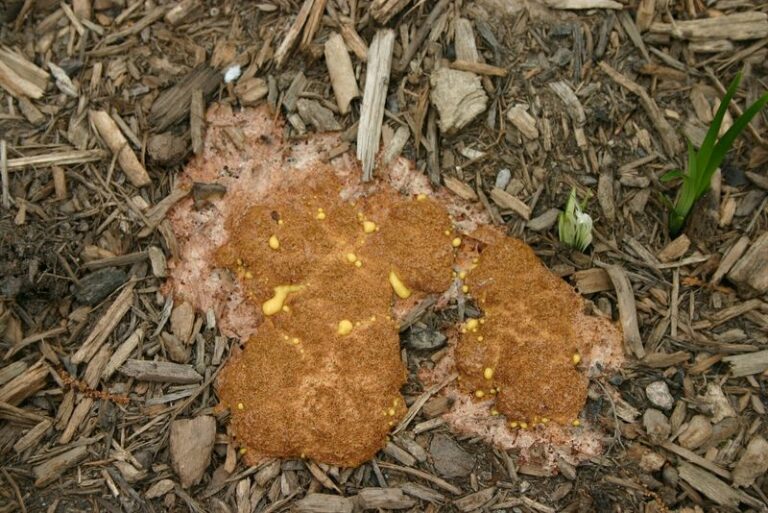 Orange Slime Showing Up On Your Arizona Mulch Is Telling You Something About Your Yard
