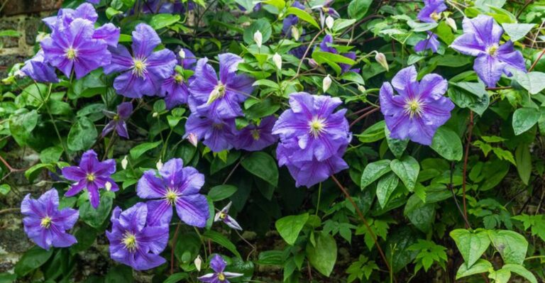 Planting Clematis In Georgia This Fall Works Best With One Simple Trick