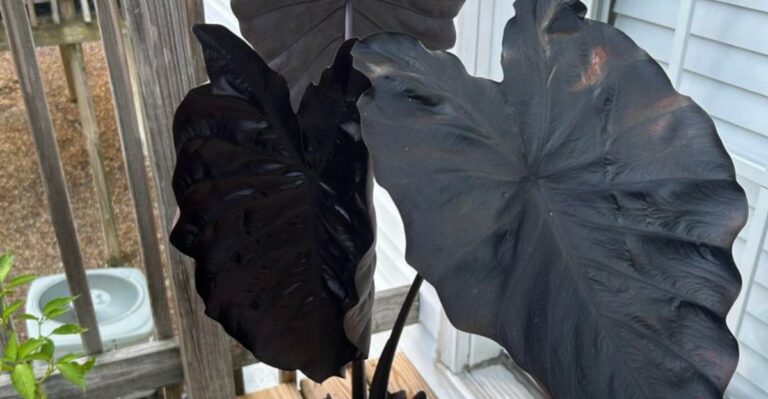 What To Do With Elephant Ears Once Michigan Frost Turns The Leaves Black