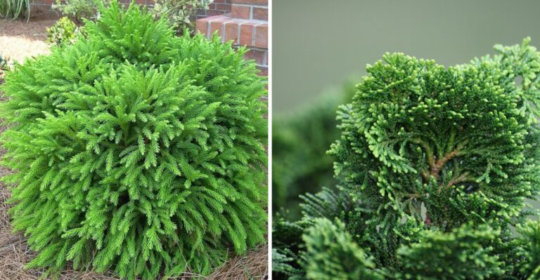 10 English Boxwood Alternatives for a Virginia Garden After Blight