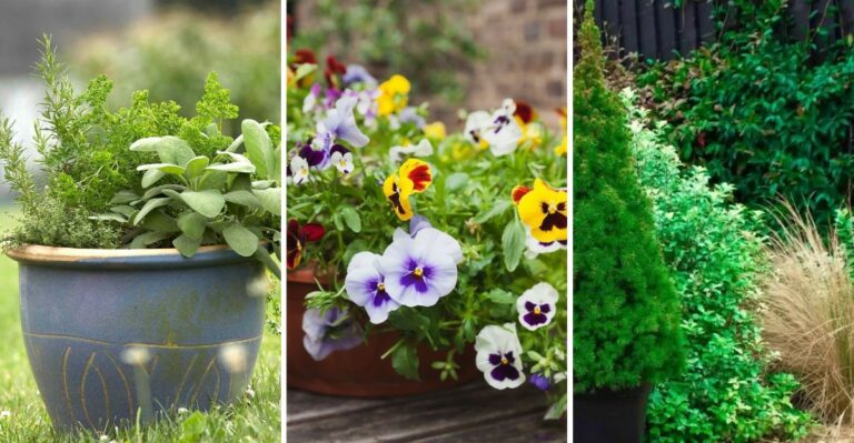 What Every New York Gardener Should Plant In Containers Before Winter