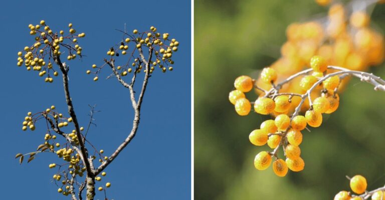 The Golden Berries Hanging Over Alabama Yards Look Harmless But Are Toxic To Pets