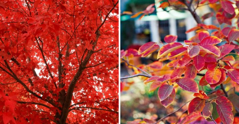 Pennsylvania Plants That Naturally Change Their Color In Fall