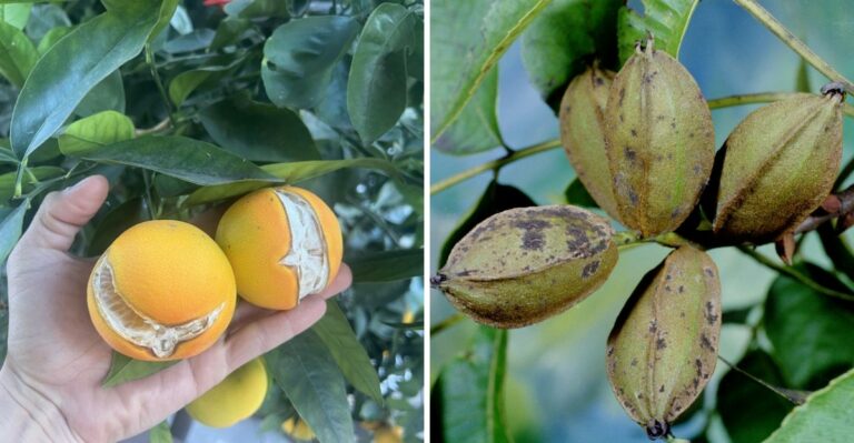 Louisiana’s Storm Season Is Bringing Trouble To Satsuma And Pecan Harvests