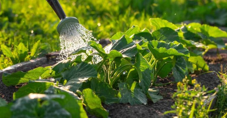 Why Watering Michigan Garden Beds In The Afternoon Helps Shield Them From Frost