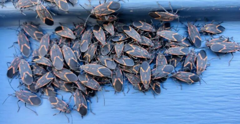 The Tiny Red And Black Bugs Crawling Up Your Iowa Home Are Not Here For The Pumpkins