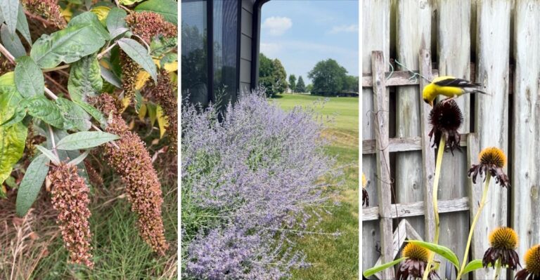 Leave These 8 Plants Standing Until Spring