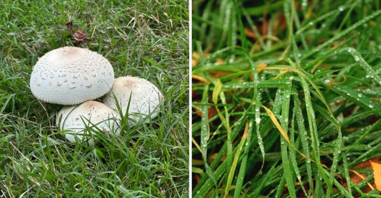 Mystery White Balls Are Popping Up On New Jersey Lawns Overnight