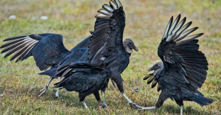 Bird Flu Season Is Here For Virginia Backyard Flocks. Don’t Overlook This Carrier
