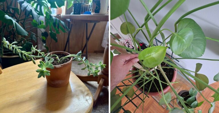 How To Tell If A California Plant Needs More Sun Or More Shade By Reading Its Leaves
