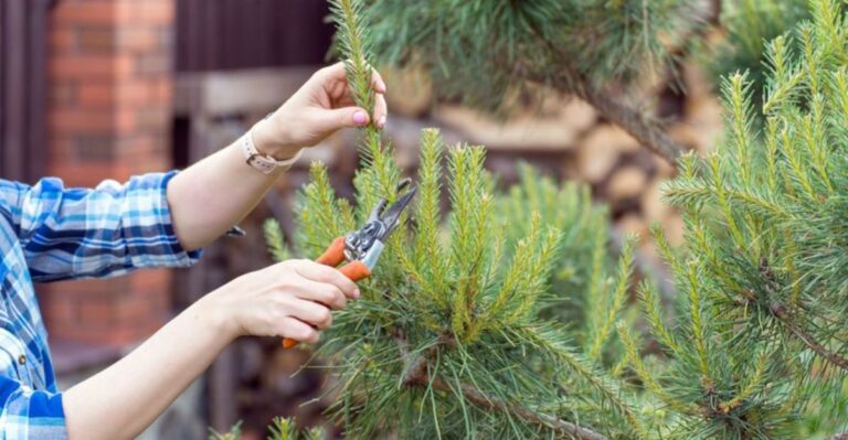 Why You Should Never Prune Michigan Pine Trees During This October Cool Down