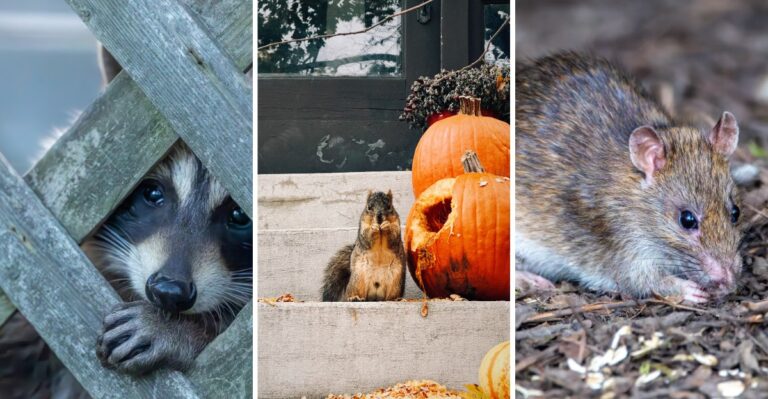 Woke Up To A Half Eaten Pumpkin And These New Jersey Visitors Are Behind It