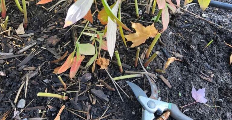 Cutting Peony Foliage To The Ground This Fall Helps Missouri Beds Start Clean Next Spring