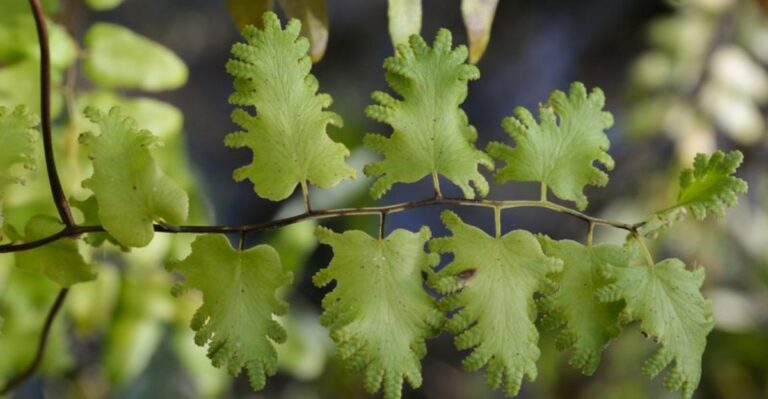 Florida Gardeners Should Check Their Trees For Old World Climbing Fern This Fall