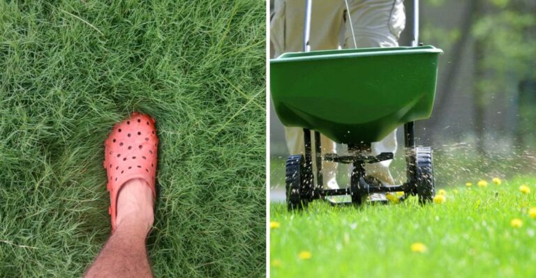 Why Your Texas Lawn Turned Green After Polo and What to Do Before Winter