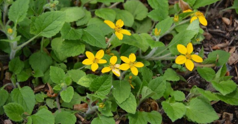 Replace Patchy Grass Around Georgia Garden Paths With These Tough Creeping Plants