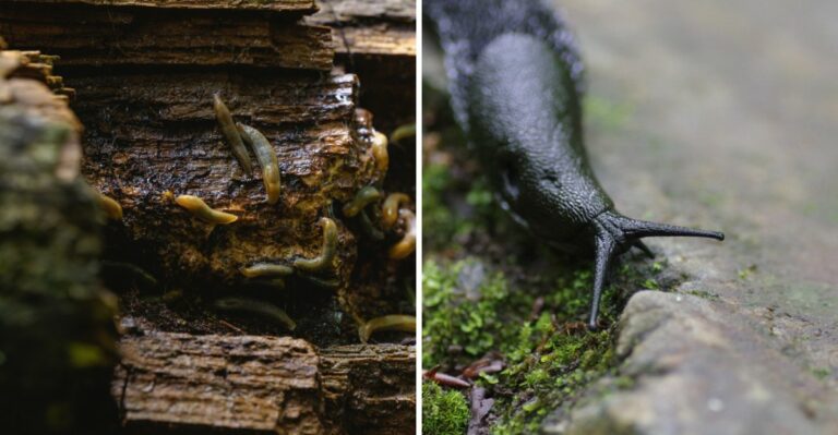 What It Means When Slugs Take Over Your Pennsylvania Yard In Fall