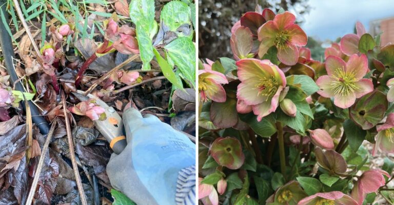 Georgia Hellebores Need This Fall Cleanup Before Their Winter Flowers Arrive