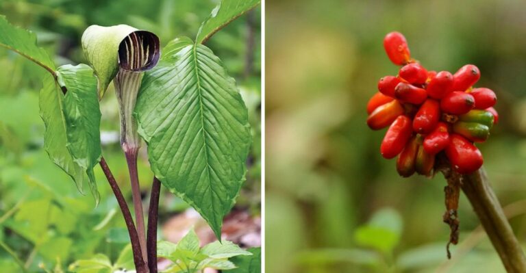 The Pennsylvania Native With Bright Red Fall Berries You Should Never Eat