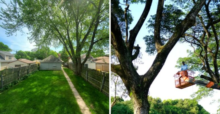 The Trees In Shenandoah Valley Yards That May Need Approval Before Removal