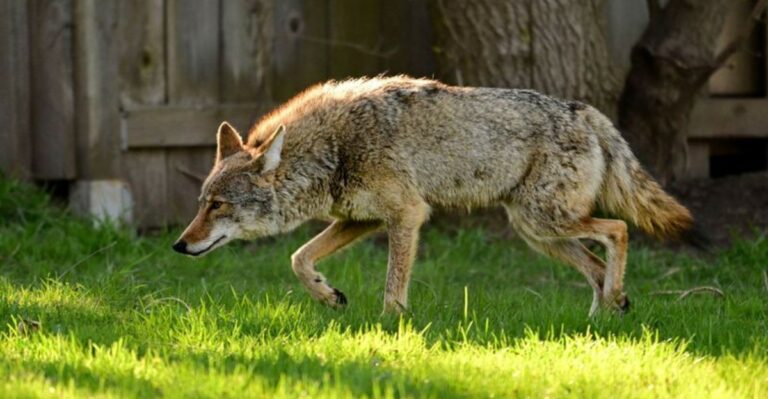 Why You’re Hearing Coyotes More Often Around Ohio Neighborhoods In Fall