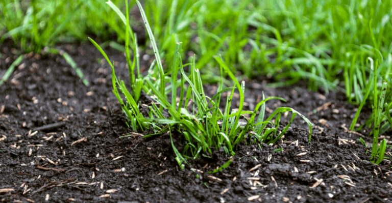 How Late Is Too Late To Overseed A Southern Ohio Lawn This October