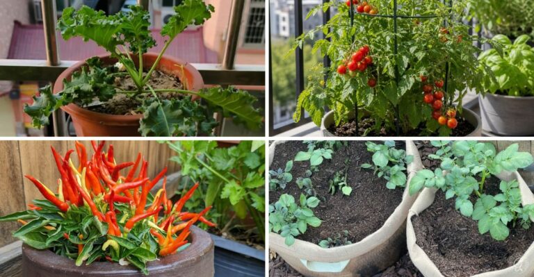 No Yard? No Problem. Vegetables You Can Grow Anywhere In Virginia