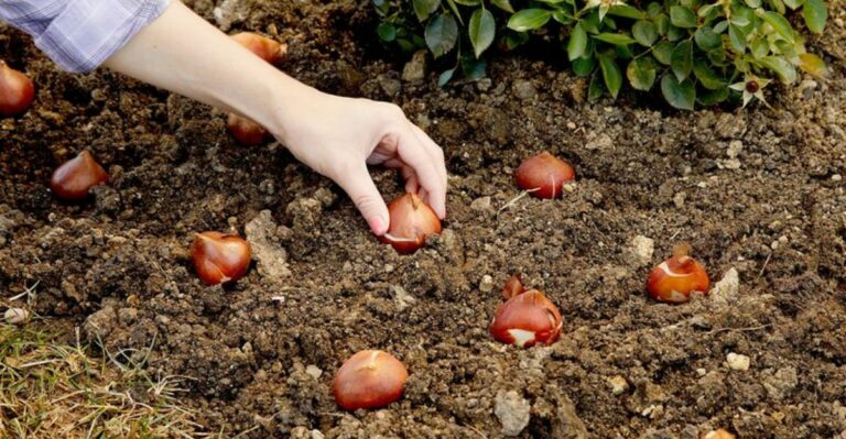 The Tulip Planting Depth Most Ohio Gardeners Get Wrong Every October