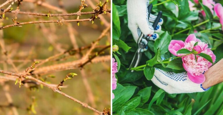 The Ohio Shrubs You Shouldn’t Prune This October (And The Few You Can)
