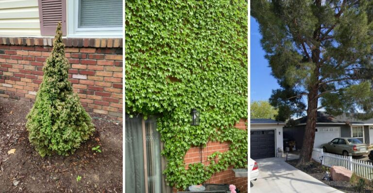 The Flammable Plants You Should Keep Away From Your New York Home