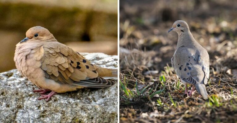 What It Means When Mourning Doves Gather In Your Pennsylvania Yard Before Winter