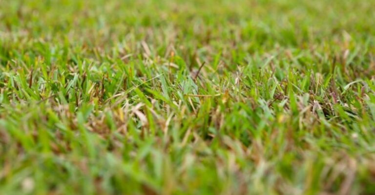 New Sod Laid This Late In Georgia Faces A Winter Test Some Grasses Fail