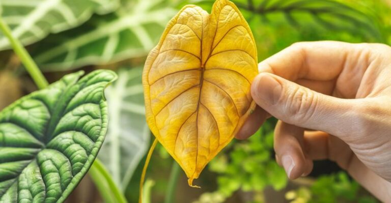 What Yellow Leaves On Your Michigan Porch Plants Really Mean In October