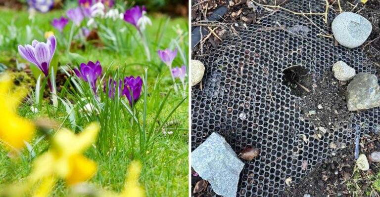 Do This When Planting North Carolina Crocuses Or They May Skip Blooming Next Spring