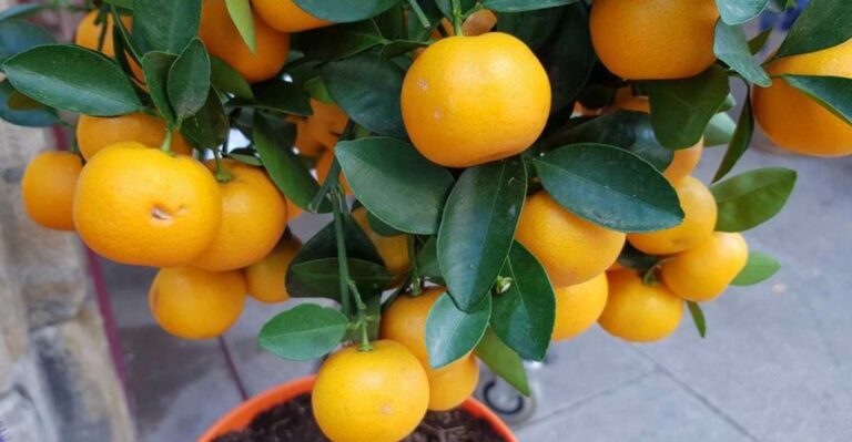 Why Michigan Gardeners Check Potted Citrus For Pests Before Moving It Indoors