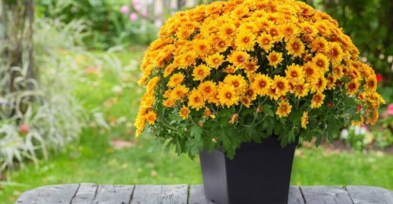 Is Planting Store-Bought Mums In Your Ohio Garden This Fall The Wrong Move Or A Good Idea?