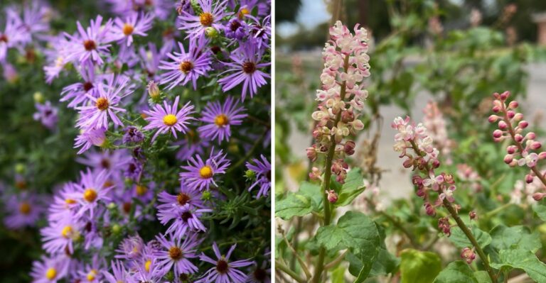The Texas Native Perennials To Plant Before Halloween That Multiply Every Year After